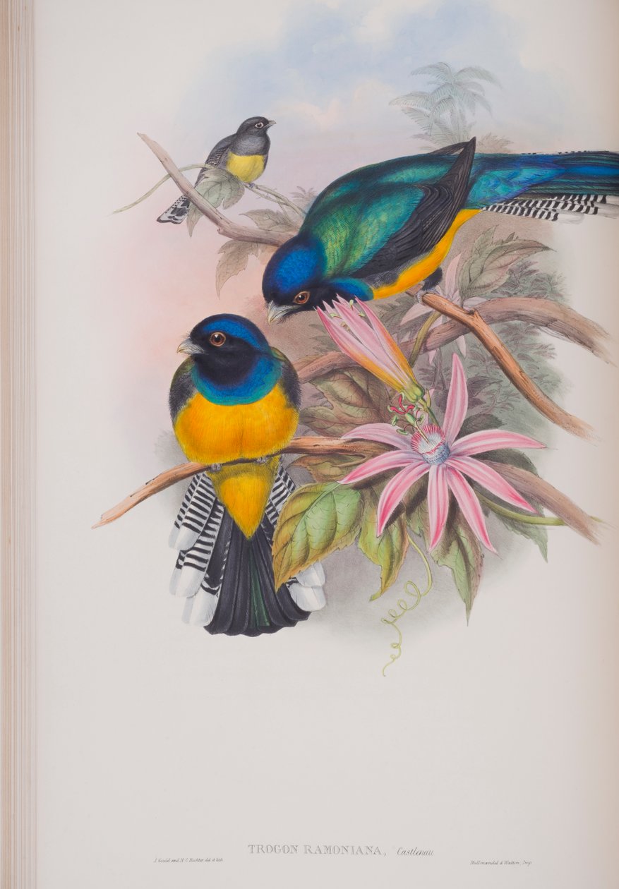 Trogon Ramoniana, plate fra The Birds of Great Britain av John Gould, utgitt 1862-73 (håndfarget lito) av John Gould