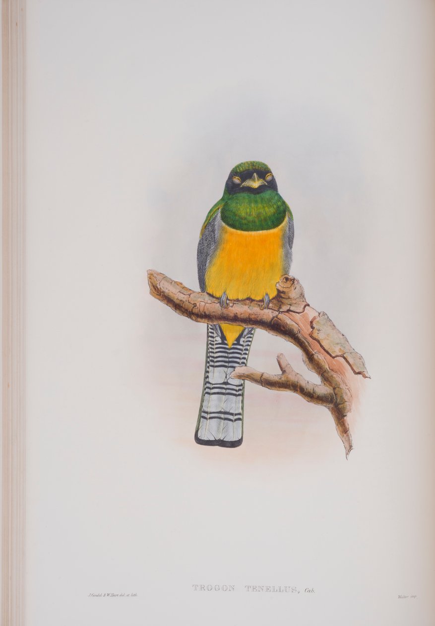 Trogon Tenellus, plate fra The Birds of Great Britain av John Gould, utgitt 1862-73 (håndfarget lito) av John Gould