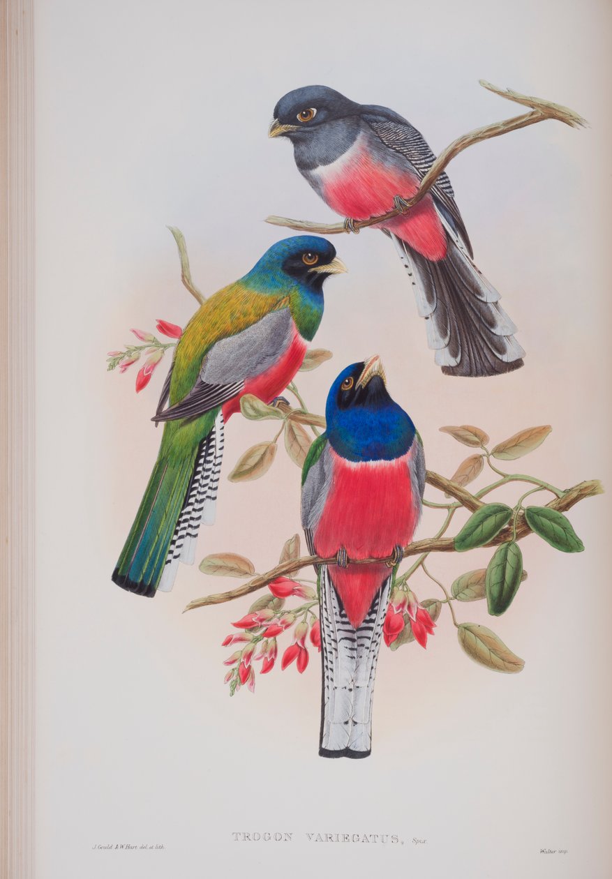 Trogon Variegatus, plate fra The Birds of Great Britain av John Gould, utgitt 1862-73 (håndfarget lito) av John Gould