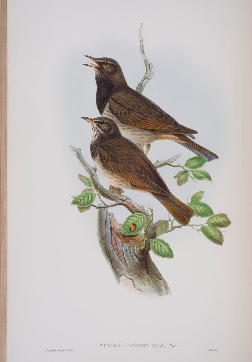 Turdis Atrogularis, plate fra The Birds of Great Britain av John Gould, utgitt 1862-73 (håndfarget lito) av John Gould