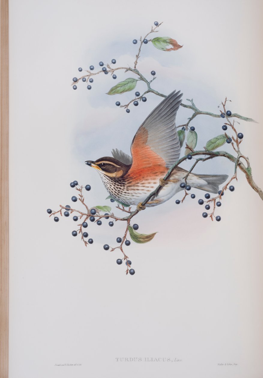 Turdus Illacus, plate fra The Birds of Great Britain av John Gould, utgitt 1862-73 (håndfarget lito) av John Gould