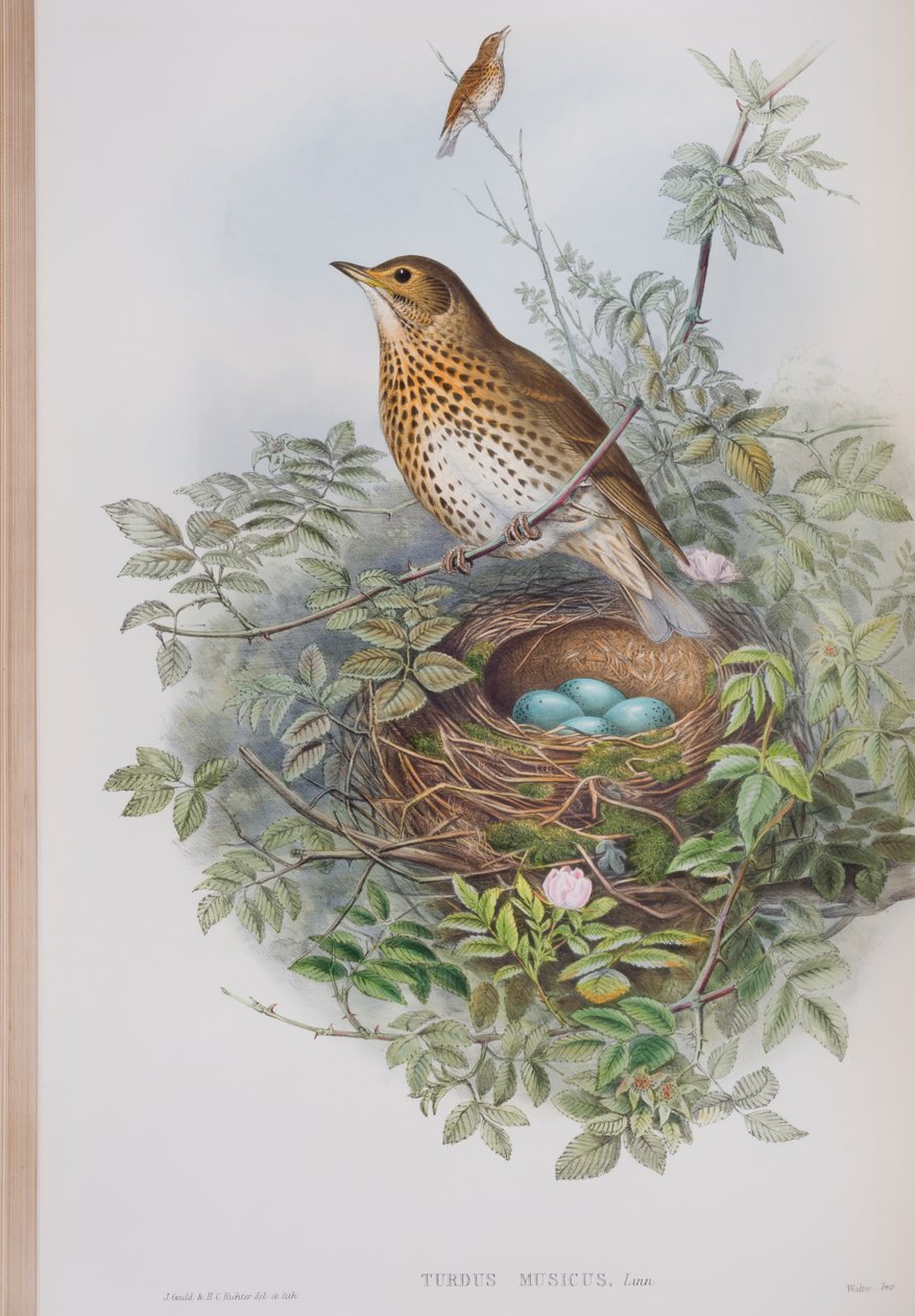 Turdus Musicus, plate fra The Birds of Great Britain av John Gould, utgitt 1862-73 (håndfarget lito) av John Gould