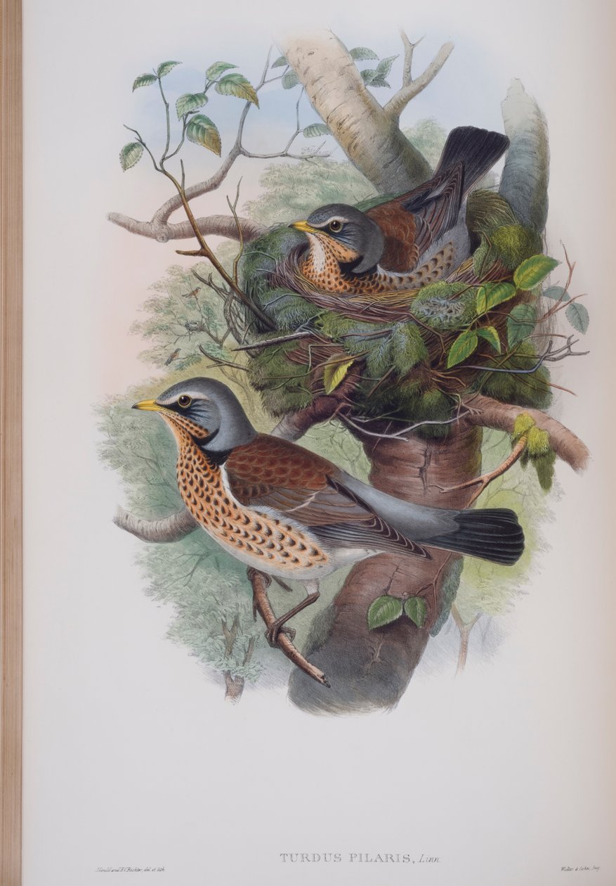 Turdus Pilaris, plate fra The Birds of Great Britain av John Gould, utgitt 1862-73 (håndfarget lito) av John Gould