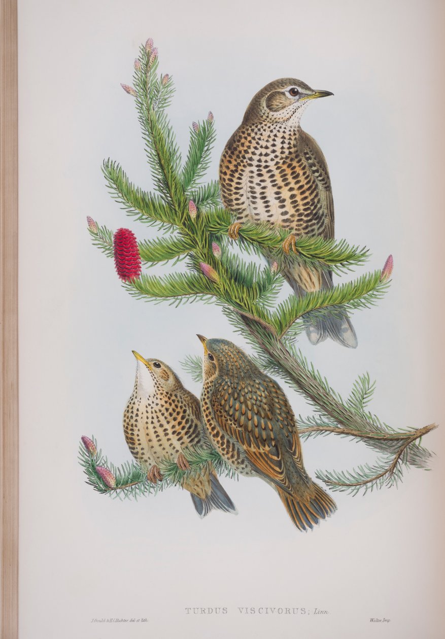 Turdus Viscivorus, plate fra The Birds of Great Britain av John Gould, utgitt 1862-73 (håndfarget lito) av John Gould