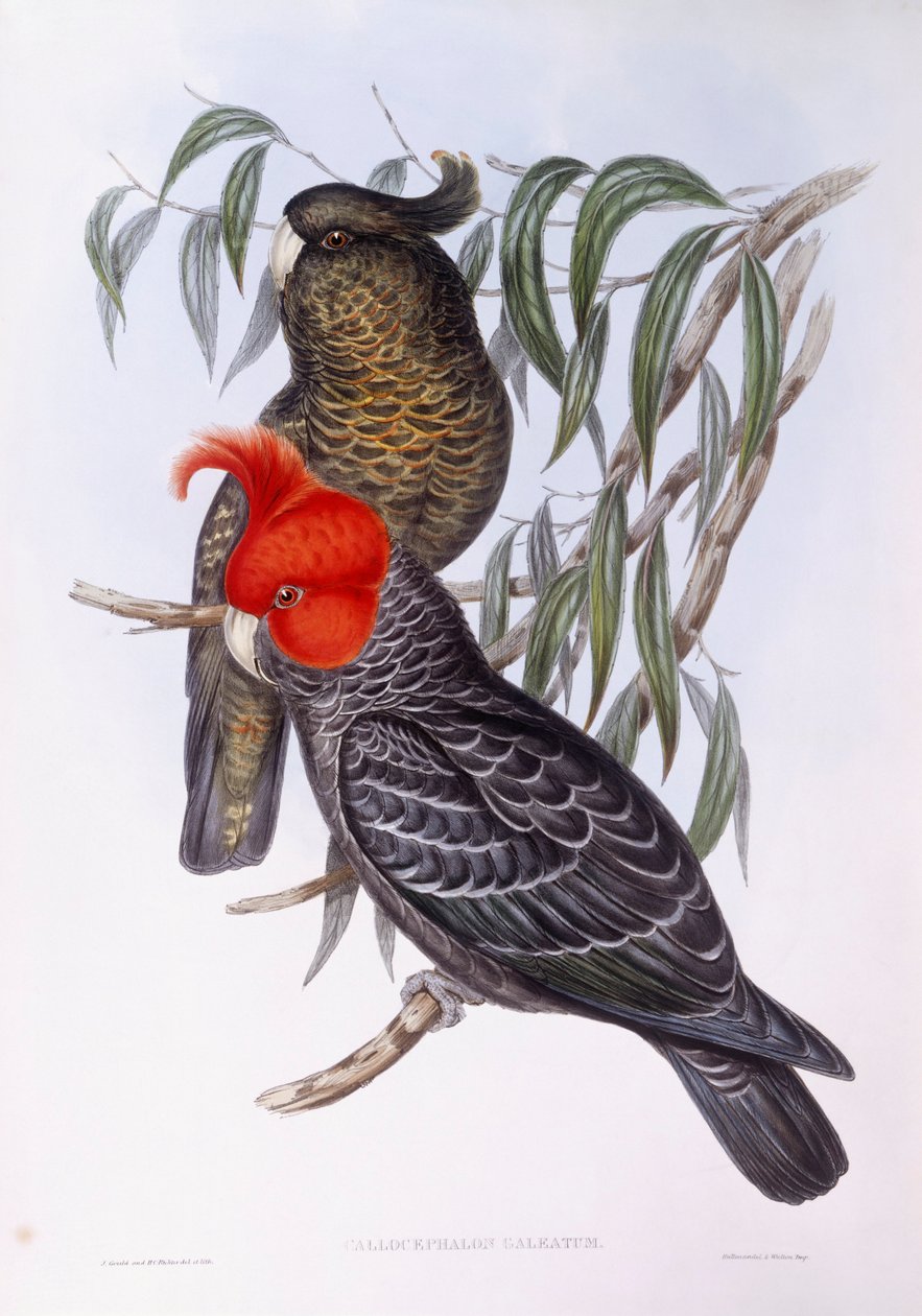 To papegøyer som sitter på gren, gravering av John Gould