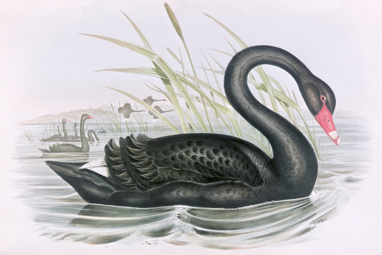 Ukjent bilde av John Gould