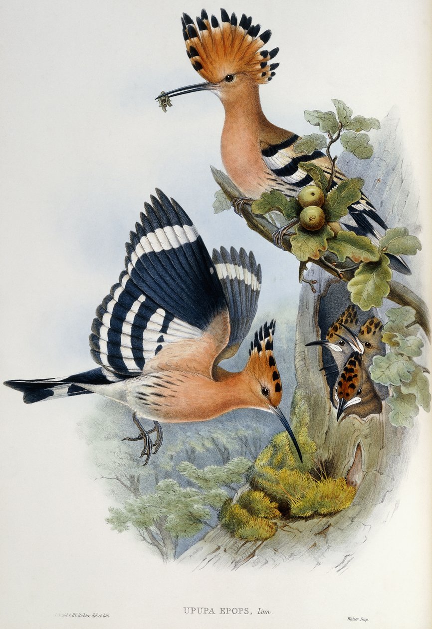 Upupa Epops av John Gould