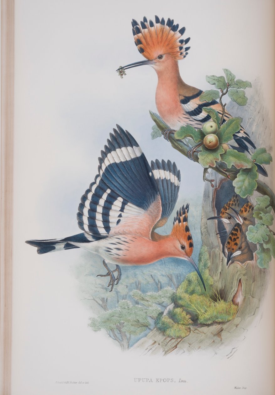 Upupa Epops, plate fra The Birds of Great Britain av John Gould, utgitt 1862-73 (håndfarget lito) av John Gould