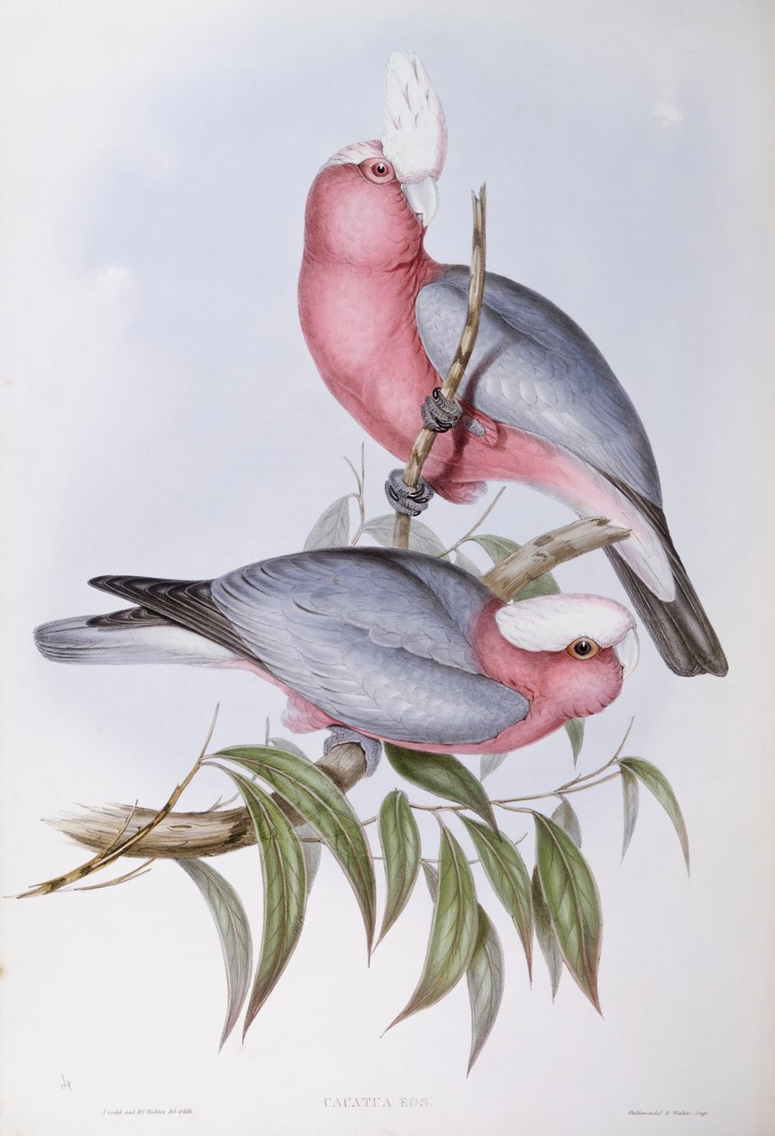 Fioletthalset lory (Eos squamata), Gravering av John Gould av John Gould