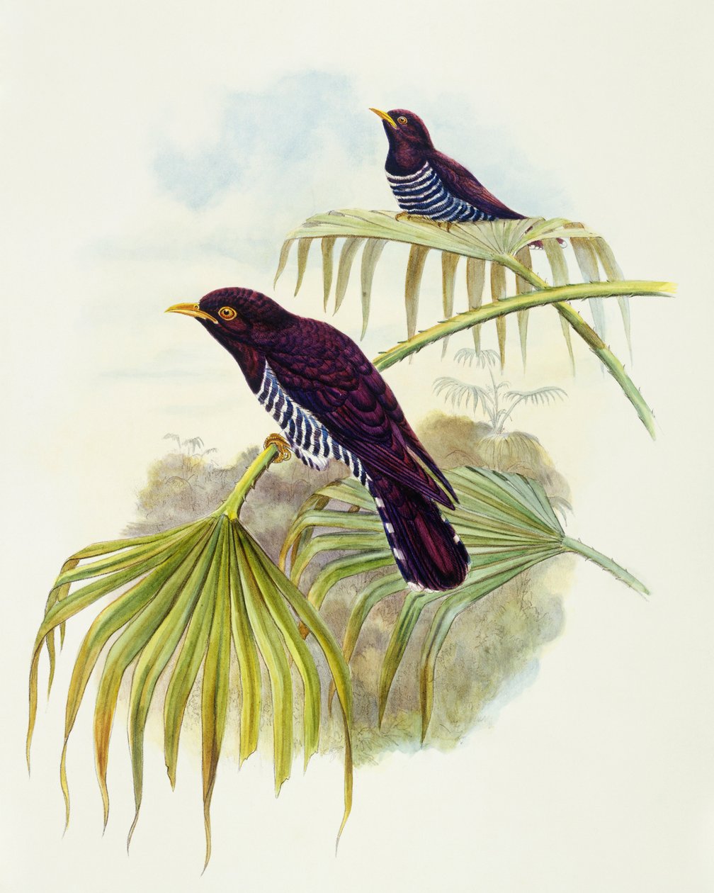 Fiolett gjøk (Chrysococcyx xanthorhynchus), gravering av John Gould av John Gould