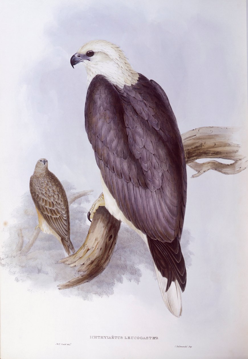Hvitbuket fiskeørn (Haliaeetus leucogaster), Gravering av John Gould av John Gould