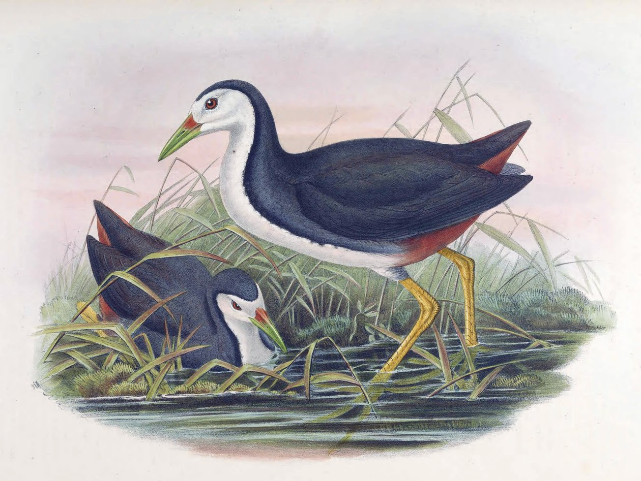 Hvitbrystet vannhøne Amaurornis phoenicurus (vimpel) av John Gould