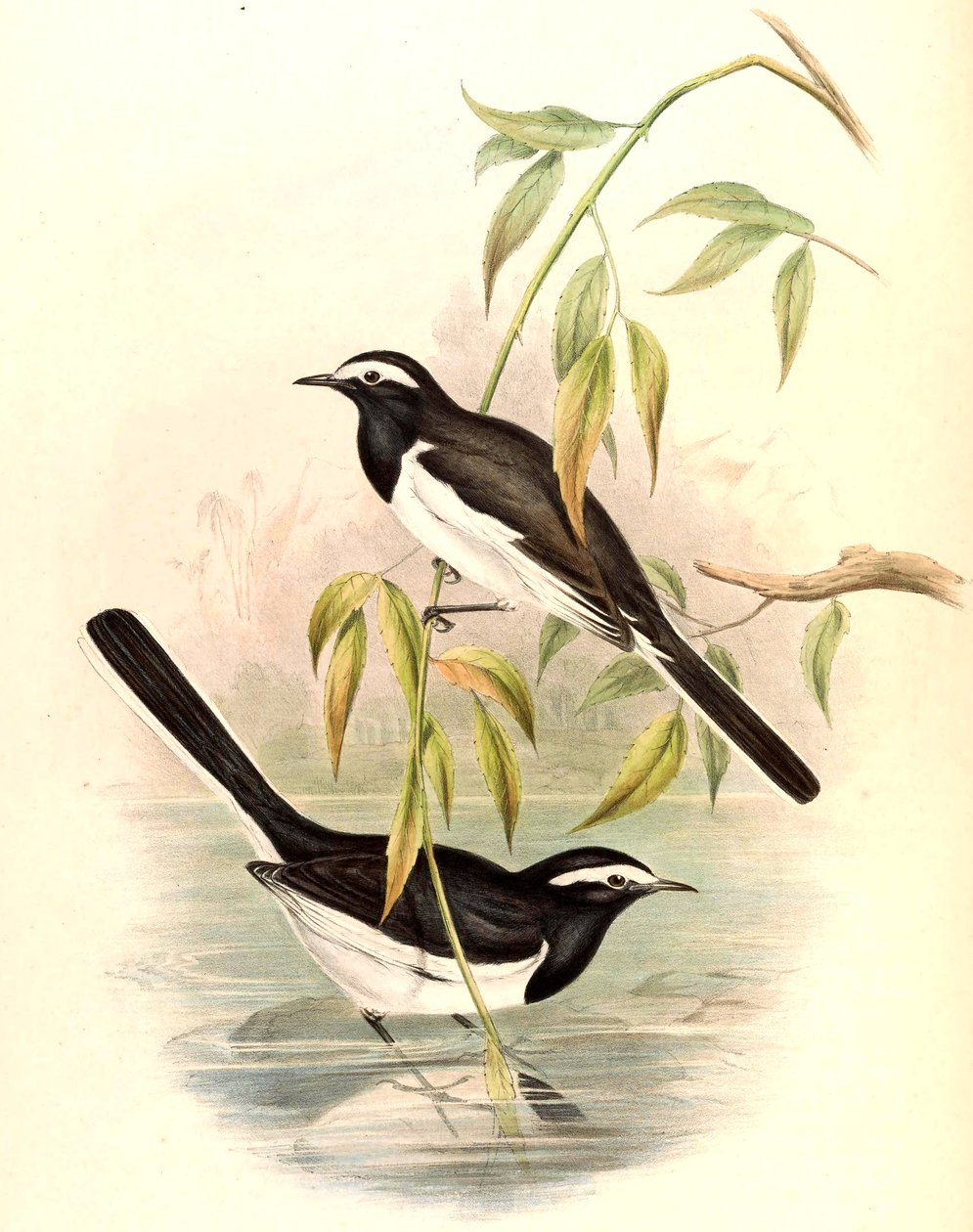 Hvitbrynet vipstjert Motacilla maderaspatensis Gmelin av John Gould