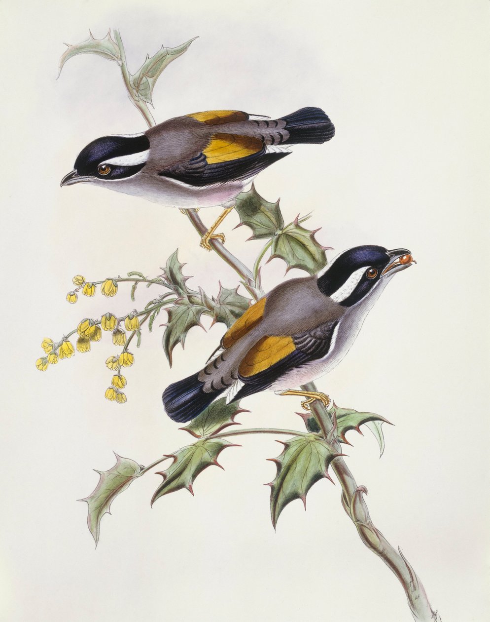 Hvitbrynet tornskrike (Pteruthius flaviscapis), gravering av John Gould av John Gould