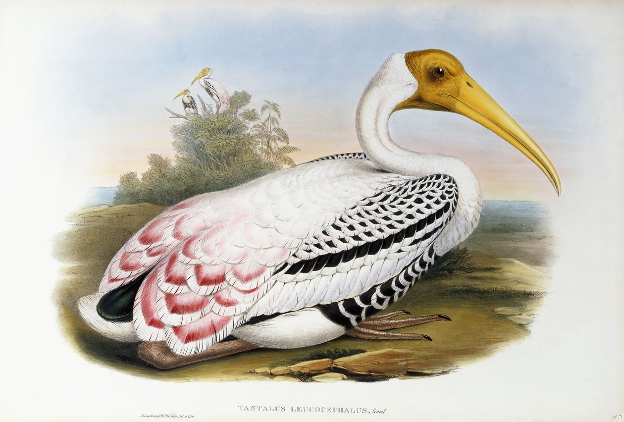 Hvithodet Ibis; Tantalus Leucocephalus, ca. 1850-1873 av John Gould
