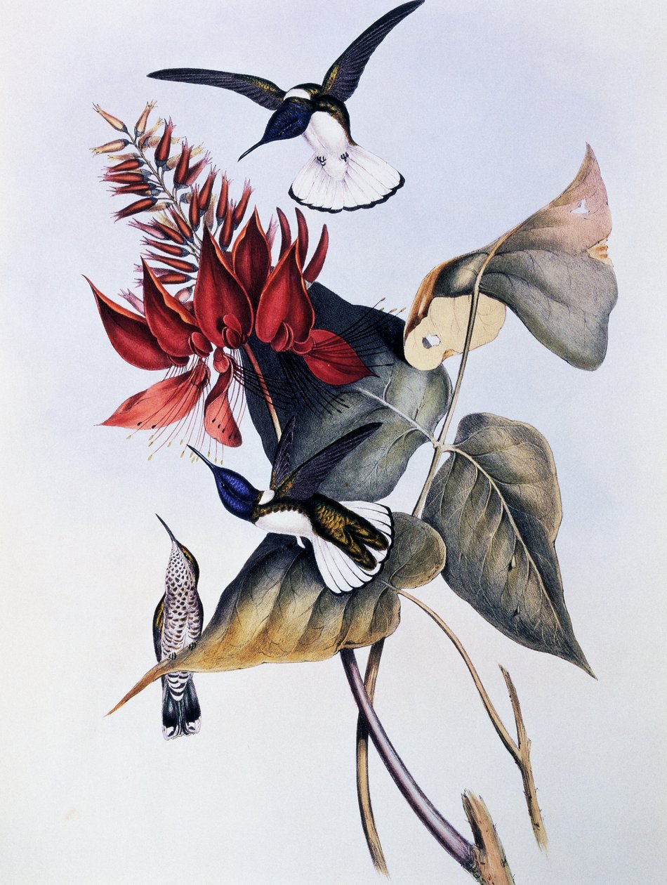 Hvithalset Jacobin (Florisuga mellivora), gravering fra Monograph of Trochilidae eller Humming Birds (1849-1861), av John Gould (1804-1881) av John Gould