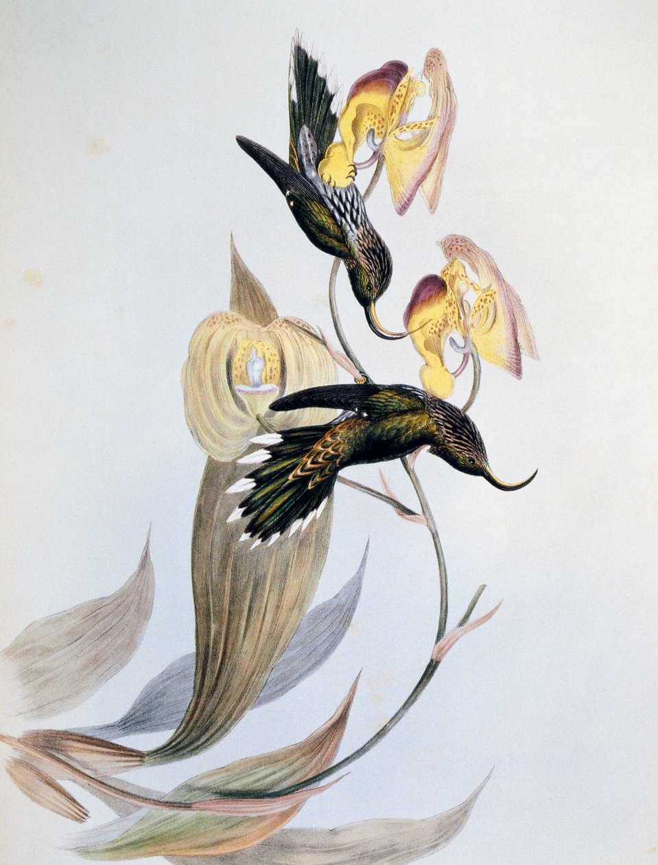 Hvittippet sigd (Eutoxeres aquila) av John Gould