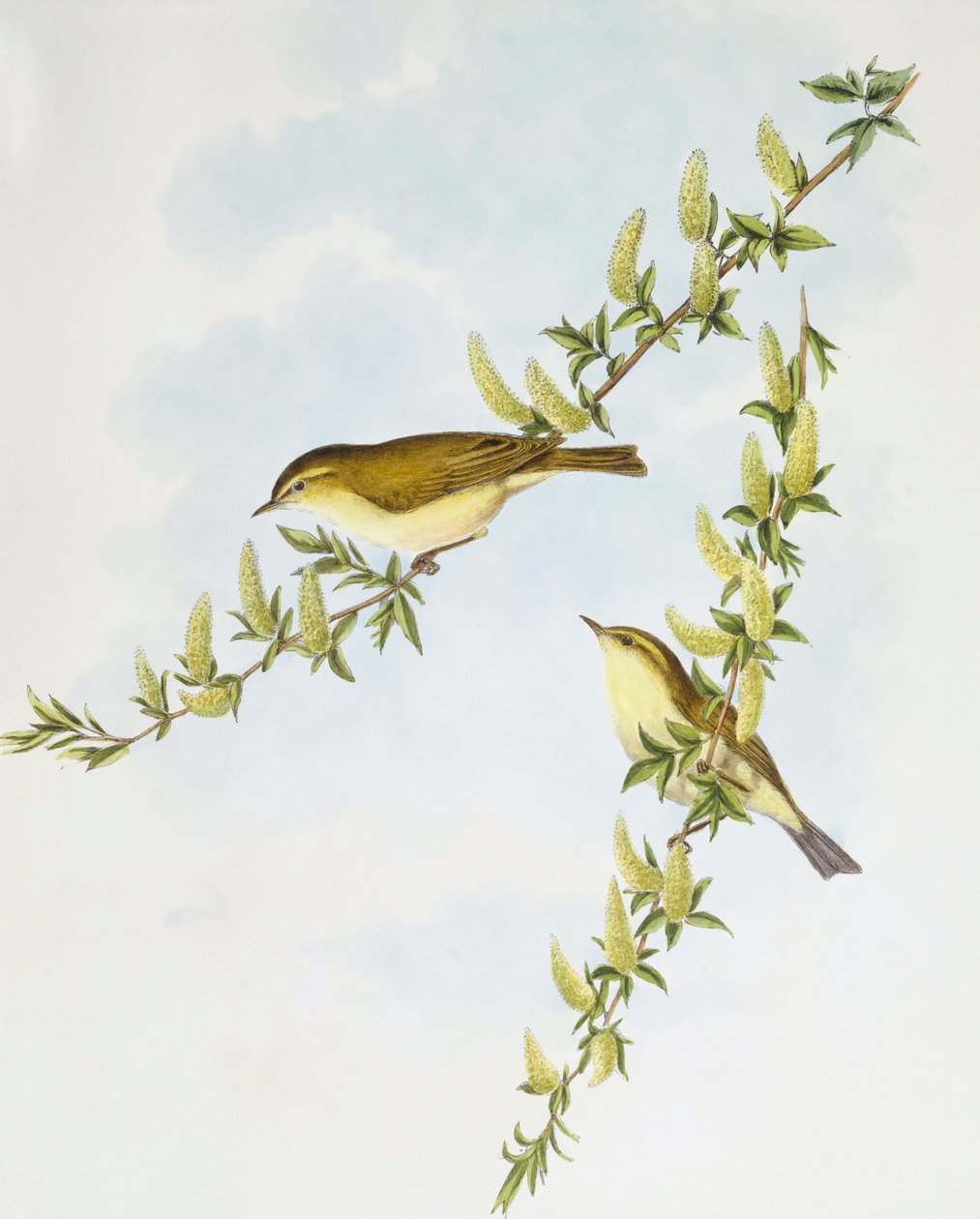 Pilsanger (Phylloscopus trochilus), Gravering av John Gould av John Gould
