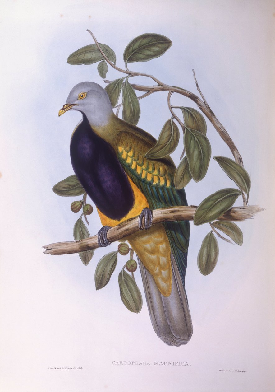 Wompoo fruktdue (Ptilinopus magnificus), Gravering av John Gould av John Gould