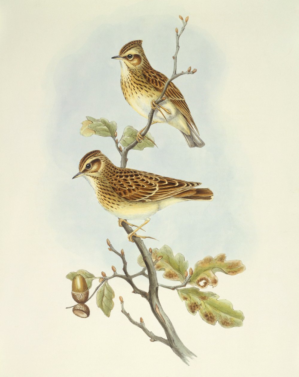 Trelerke (Lullula arborea), Gravering av John Gould av John Gould