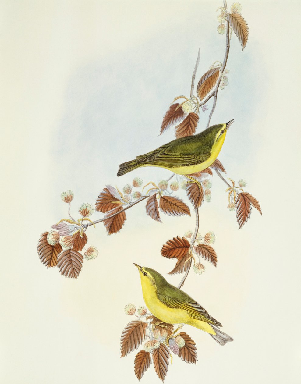 Vedsanger (Phylloscopus sibilatrix), Gravering av John Gould av John Gould