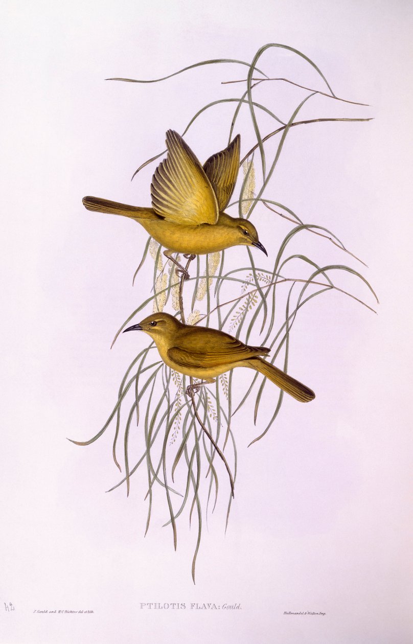 Gul honningeter (Lichenostomus flavus), Gravering av John Gould av John Gould