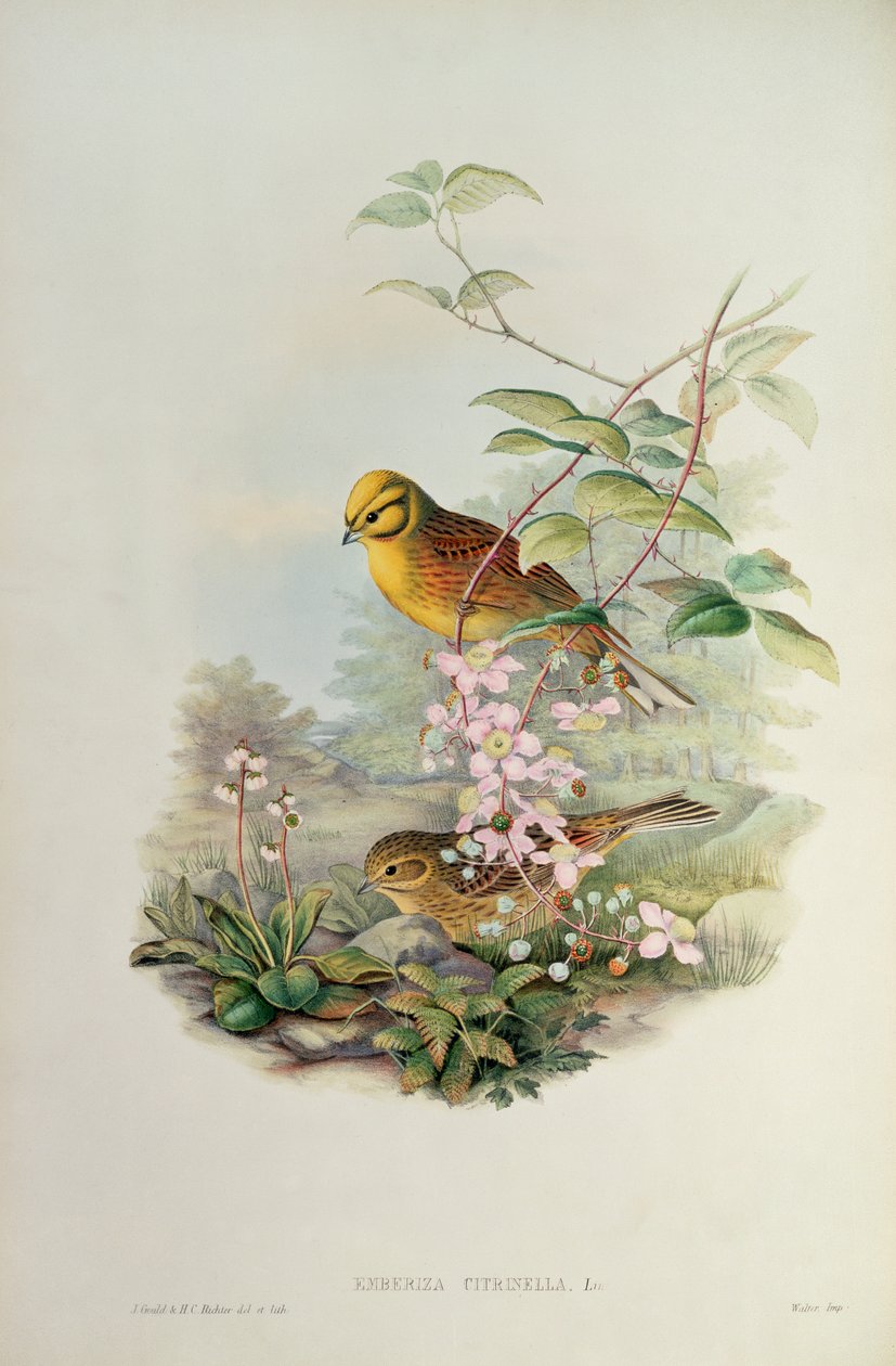 Gulhammer av John Gould