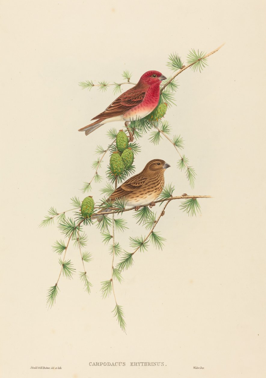 Carpodacus erythrinus (vanlig rosefink) av John Gould and H.C. Richter