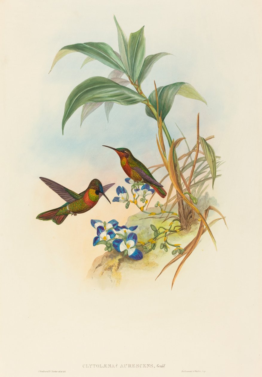 Clytolaema aurescens (Banded Ruby eller Gould's Ruby) av John Gould and H.C. Richter