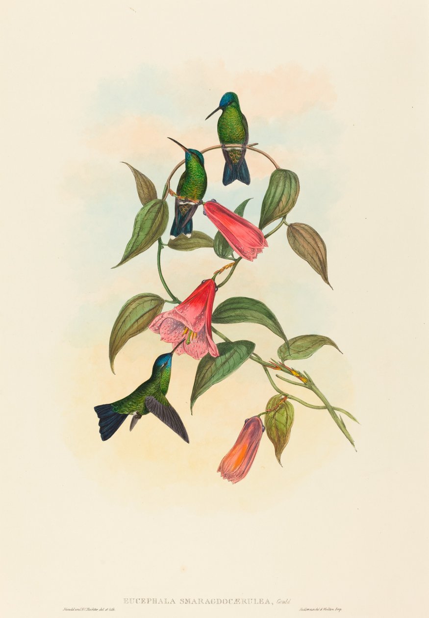 Eucephalus smaragdo caerulea (Goulds trenymfe) av John Gould and H.C. Richter