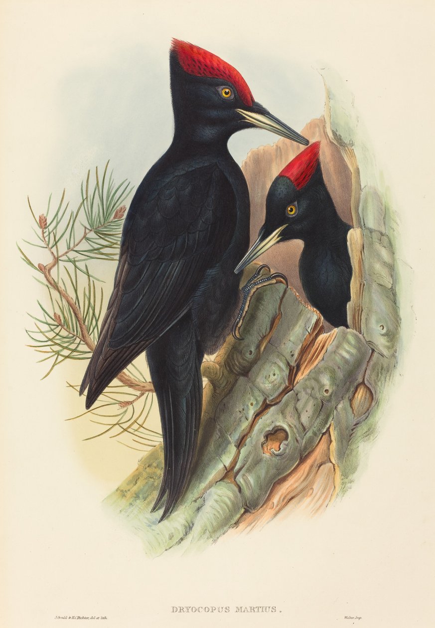 Stor svart spett (Dryocopus martius) av John Gould and H.C. Richter