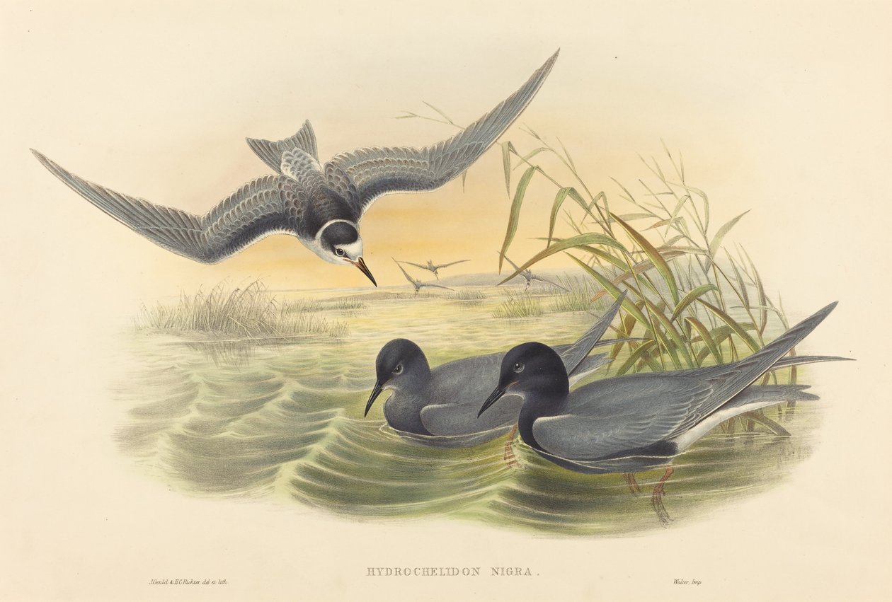Hydrochelidon nigra av John Gould and H.C. Richter