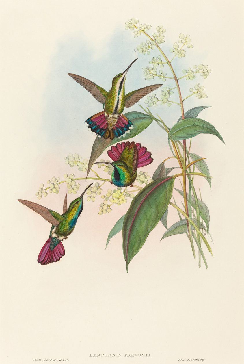 Lampornis prost av John Gould and H.C. Richter