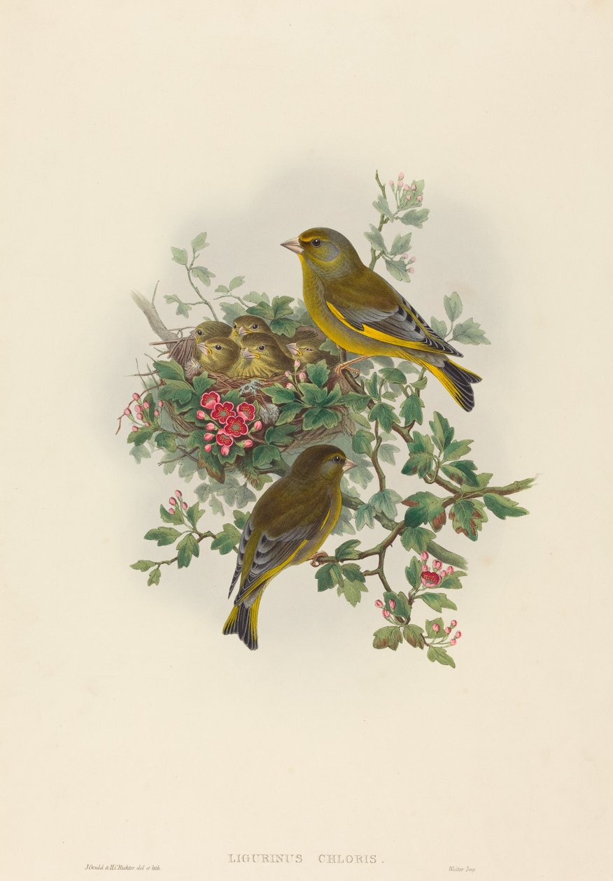 Ligurinus chloris (grønnfink) av John Gould and H.C. Richter