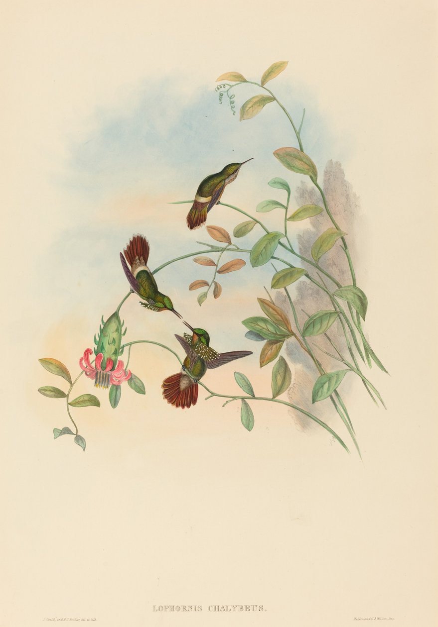 Lophornis chalybeus (festlig kokett) av John Gould and H.C. Richter