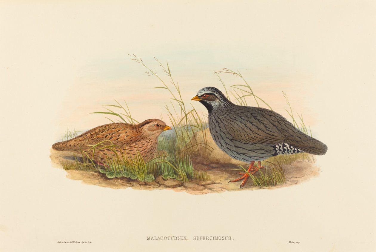 Malacoturnix superciliosus (fjellvaktel) av John Gould and H.C. Richter