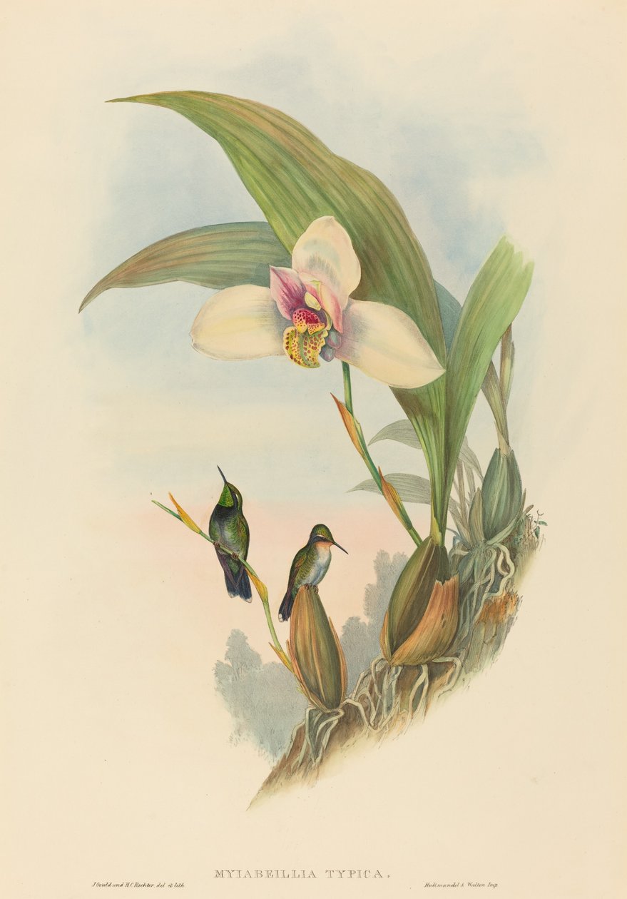 Myiabeillia typica (Abeilles kolibri) av John Gould and H.C. Richter