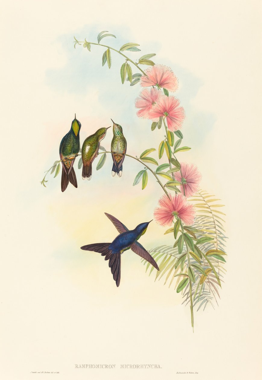 Ramphomicron microrhyncha (Smånebbtornnebb) av John Gould and H.C. Richter