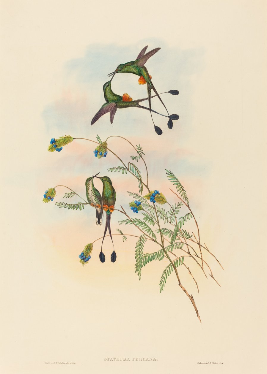 Spathura peruana (peruansk rackethale) av John Gould and H.C. Richter