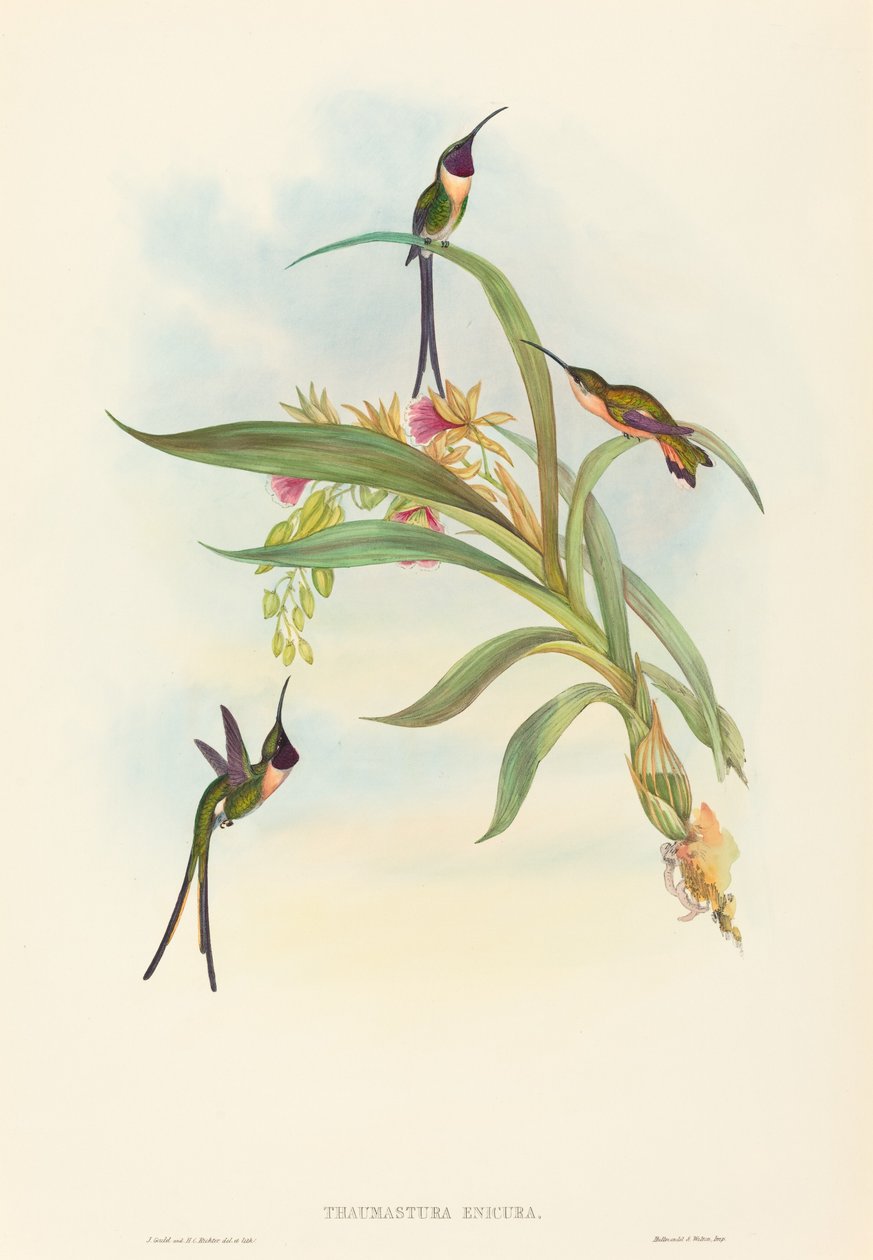 Tharmastura enicura (Slank skjærhale) av John Gould and H.C. Richter