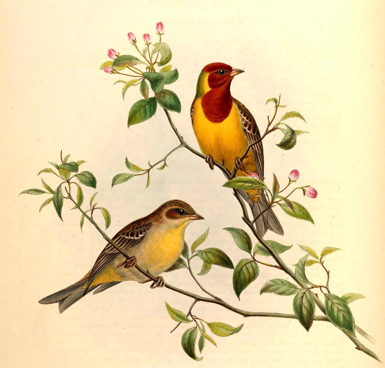 Rødhodespurve Emberiza bruniceps Brandt av John Gould and Henry C. Richter
