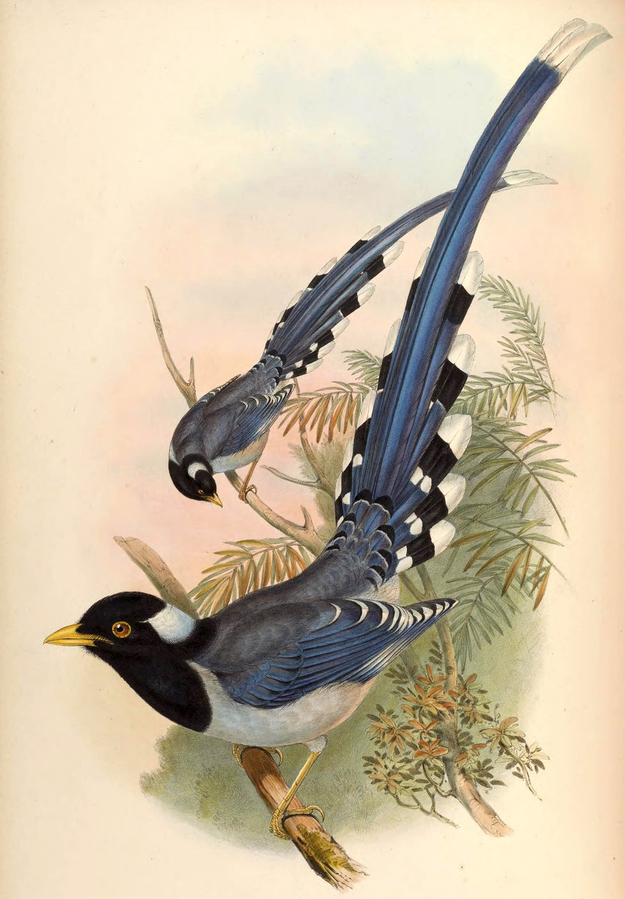 Gulnebb blå skjære Urocissa flavirostris (Blyth) av John Gould and Henry C. Richter