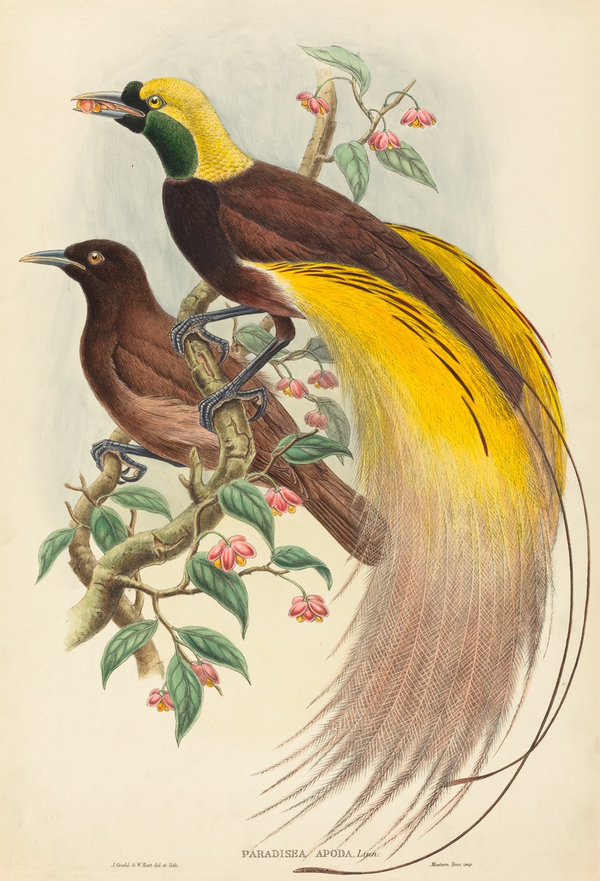 Paradisfugl (Paradisea apoda) av John Gould and W. Hart