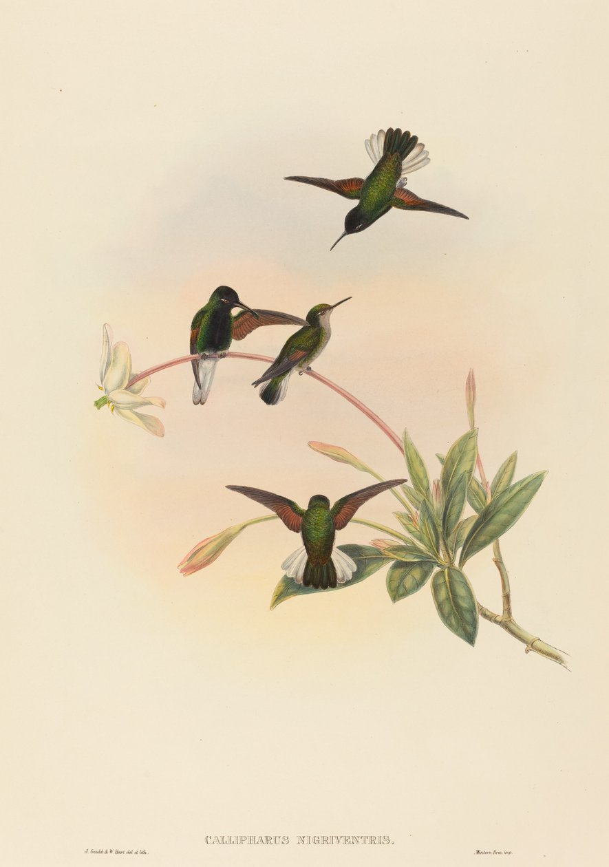 Callipharus nigriventris (Svartbukkolibri) av John Gould and W. Hart