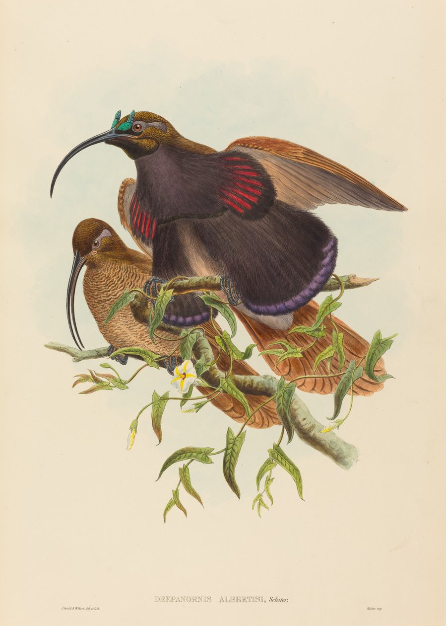 Drepanornis albertisi (Svartnebbsicklebill Paradise Bird of Paradise) av John Gould and W. Hart