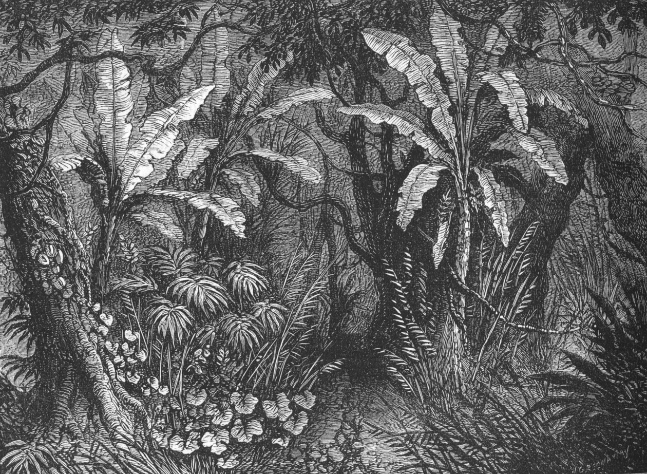 I Bush, ca 1880 av John Greenaway