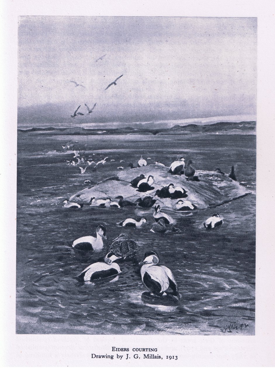 Eider som frier til, Nature in Britain utgitt av Collins, 1946 av John Guille Millais