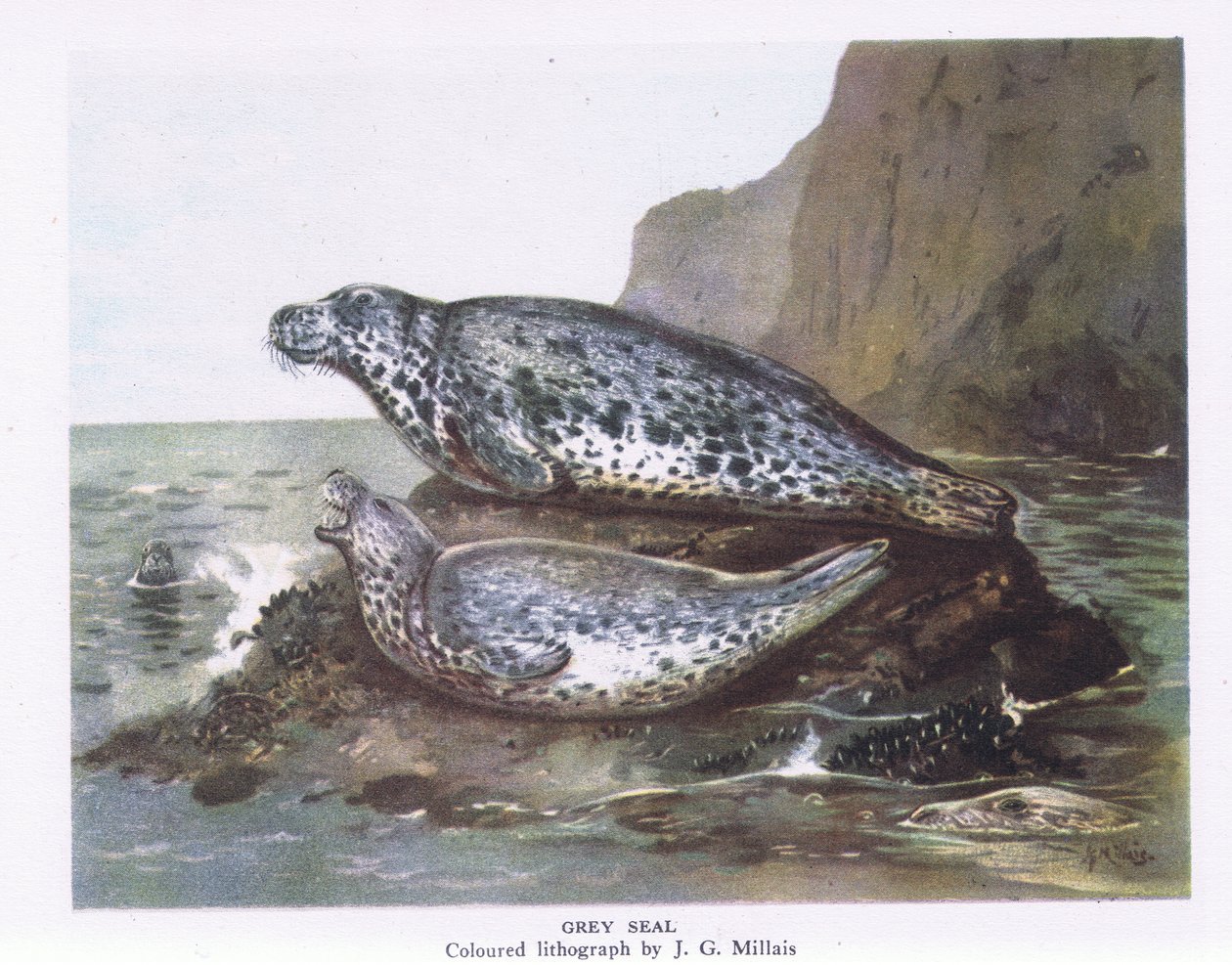 Grey Seals, Nature in Britain utgitt av Collins, 1946 av John Guille Millais