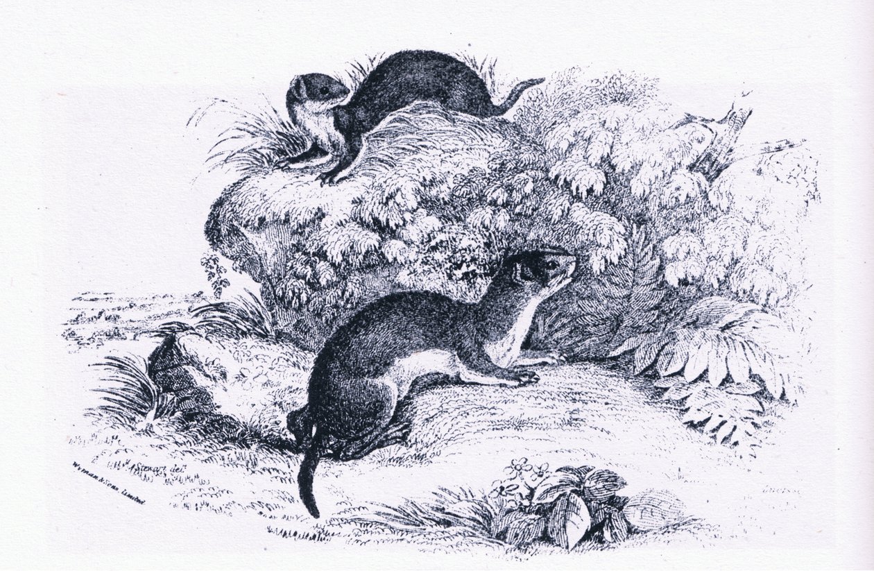 Studies of Badgers, Nature in Britain utgitt av Collins av John Guille Millais