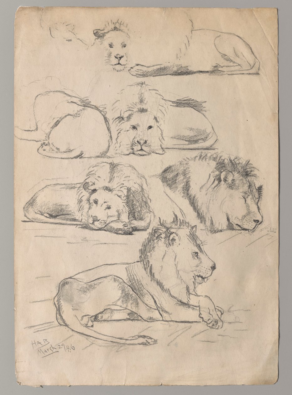 Studii despre Lionsnorwegian av John Haberle